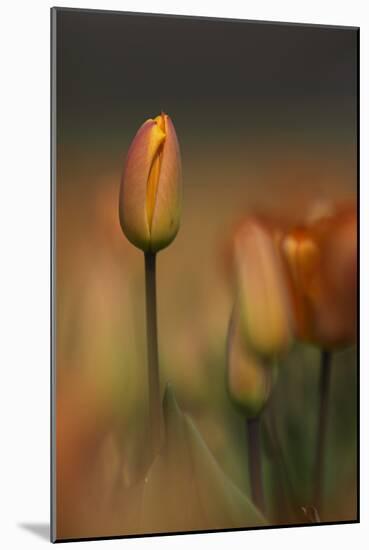 Tulip No 5-István Nagy-Mounted Photographic Print