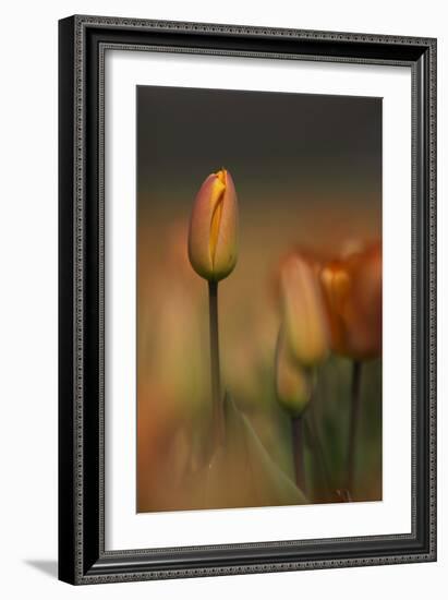 Tulip No 5-István Nagy-Framed Photographic Print