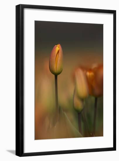 Tulip No 5-István Nagy-Framed Photographic Print