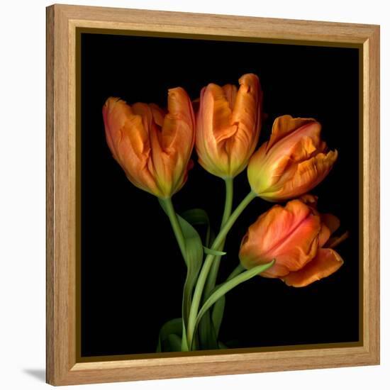 Tulip Orange-Magda Indigo-Framed Premier Image Canvas