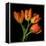 Tulip Orange-Magda Indigo-Framed Premier Image Canvas