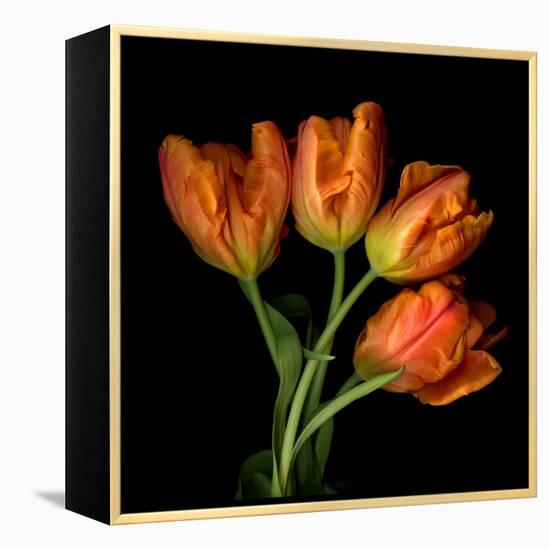 Tulip Orange-Magda Indigo-Framed Premier Image Canvas