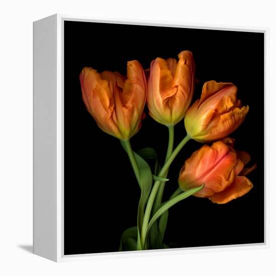 Tulip Orange-Magda Indigo-Framed Premier Image Canvas