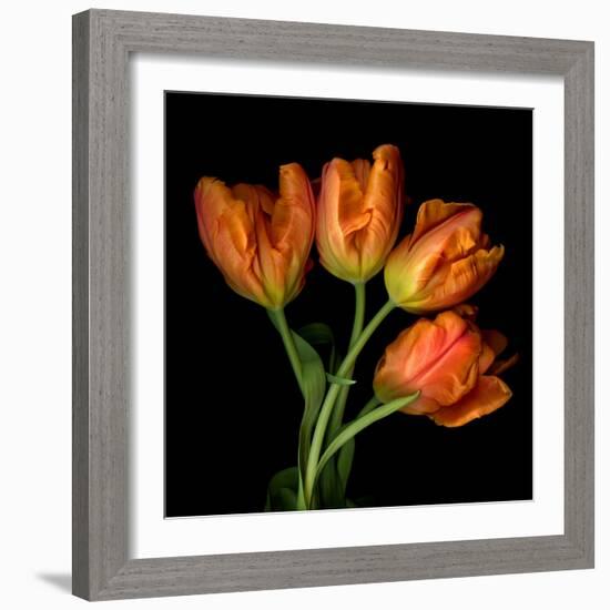 Tulip Orange-Magda Indigo-Framed Photographic Print