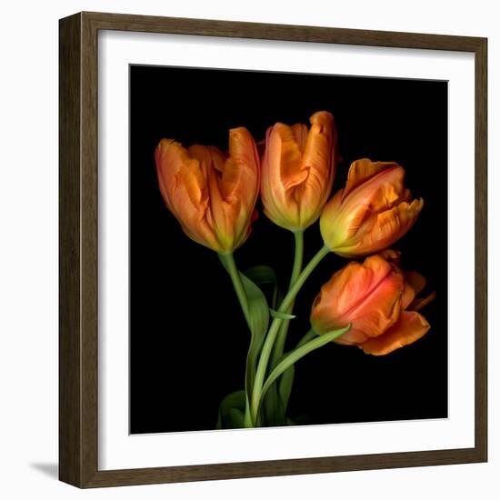 Tulip Orange-Magda Indigo-Framed Photographic Print