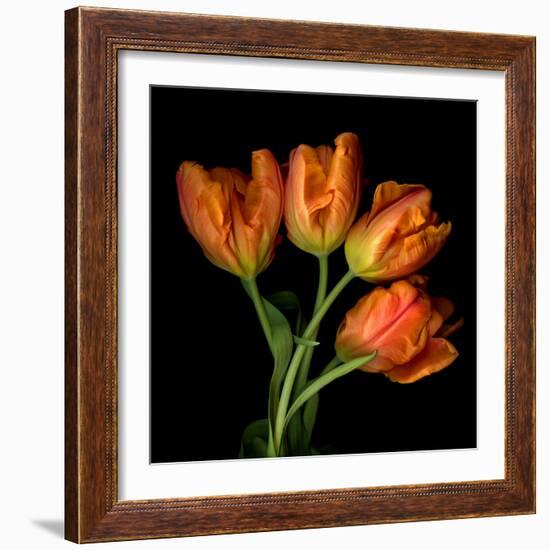 Tulip Orange-Magda Indigo-Framed Photographic Print