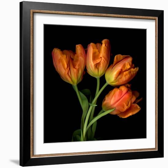 Tulip Orange-Magda Indigo-Framed Photographic Print