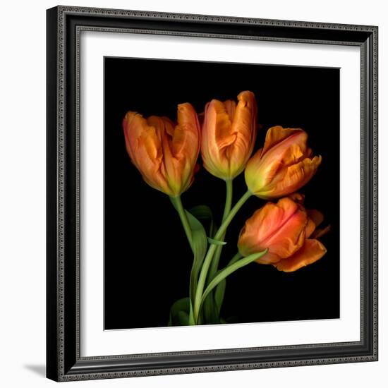 Tulip Orange-Magda Indigo-Framed Photographic Print