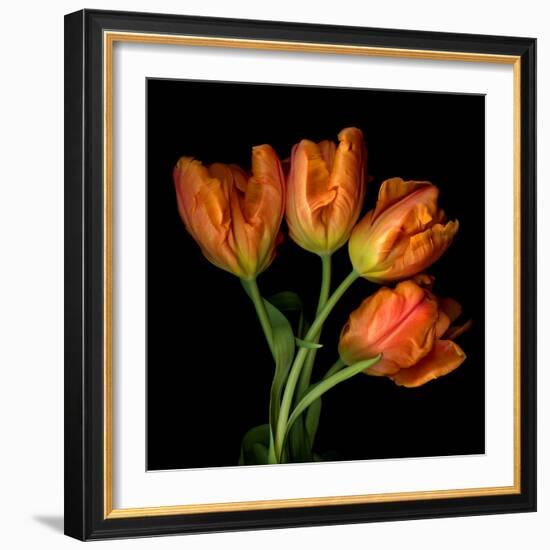 Tulip Orange-Magda Indigo-Framed Photographic Print