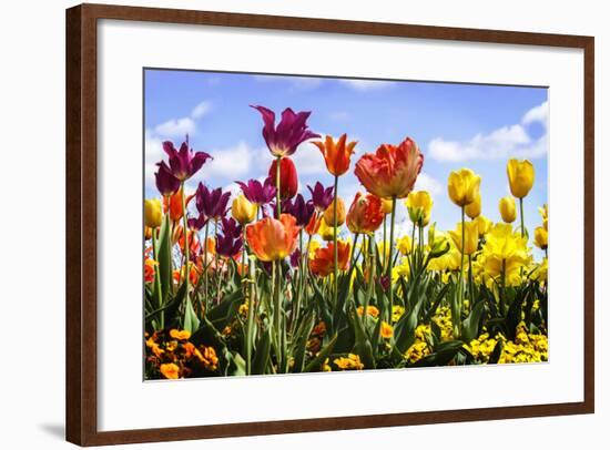 Tulip Parade II-Alan Hausenflock-Framed Photographic Print