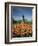 Tulip Patch with Statue of Washington, Boston, Massachusetts,USA-Walter Bibikow-Framed Photographic Print