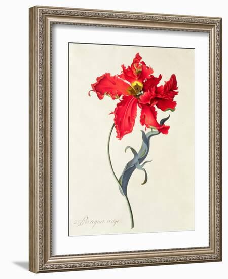 Tulip: Perroquet Rouge-Georg Dionysius Ehret-Framed Giclee Print