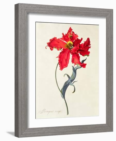 Tulip: Perroquet Rouge-Georg Dionysius Ehret-Framed Giclee Print