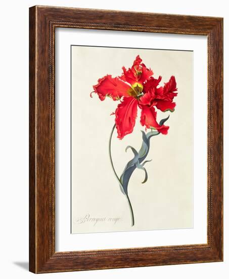 Tulip: Perroquet Rouge-Georg Dionysius Ehret-Framed Giclee Print