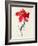 Tulip: Perroquet Rouge-Georg Dionysius Ehret-Framed Giclee Print