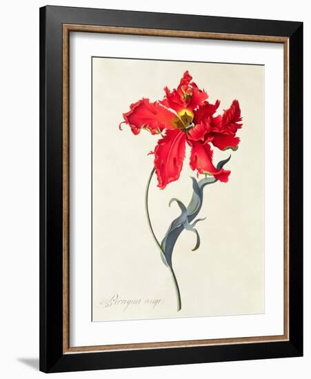 Tulip: Perroquet Rouge-Georg Dionysius Ehret-Framed Giclee Print