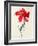 Tulip: Perroquet Rouge-Georg Dionysius Ehret-Framed Giclee Print