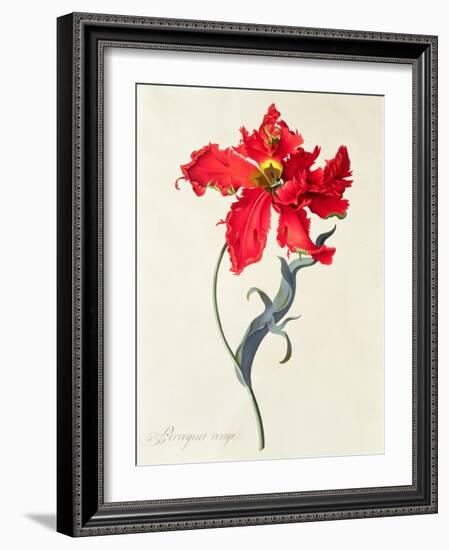 Tulip: Perroquet Rouge-Georg Dionysius Ehret-Framed Giclee Print