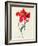 Tulip: Perroquet Rouge-Georg Dionysius Ehret-Framed Giclee Print