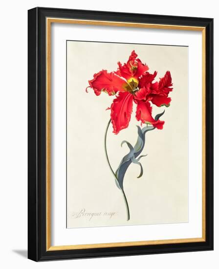 Tulip: Perroquet Rouge-Georg Dionysius Ehret-Framed Giclee Print