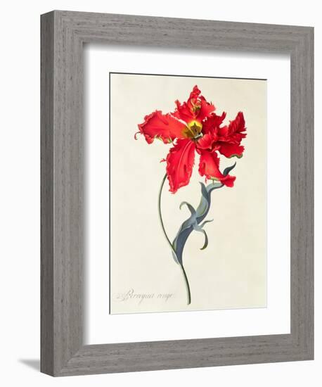 Tulip: Perroquet Rouge-Georg Dionysius Ehret-Framed Giclee Print