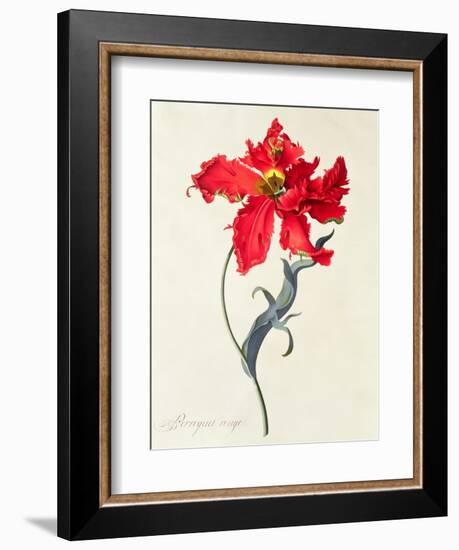 Tulip: Perroquet Rouge-Georg Dionysius Ehret-Framed Giclee Print