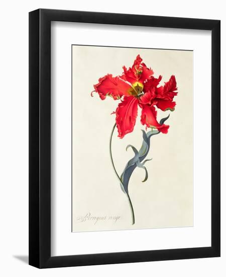 Tulip: Perroquet Rouge-Georg Dionysius Ehret-Framed Giclee Print