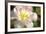 Tulip Pink CU-Robert Goldwitz-Framed Photographic Print