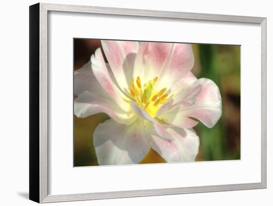 Tulip Pink CU-Robert Goldwitz-Framed Photographic Print