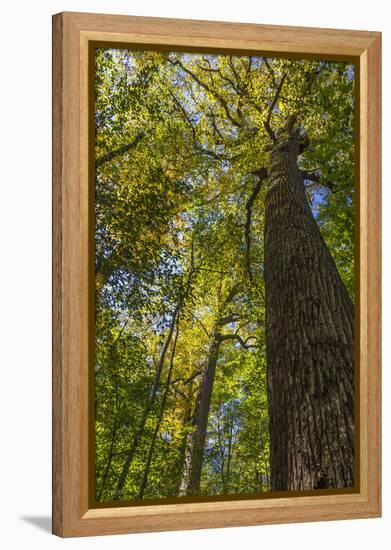 Tulip-Poplar Tree I-Kathy Mahan-Framed Premier Image Canvas