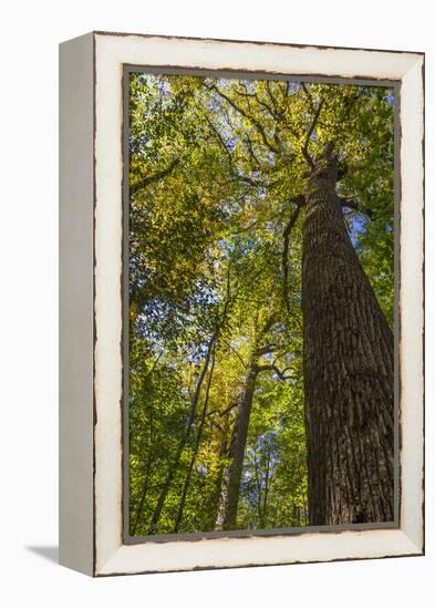 Tulip-Poplar Tree I-Kathy Mahan-Framed Premier Image Canvas