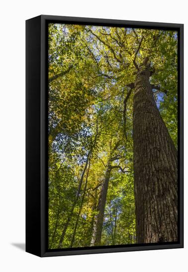 Tulip-Poplar Tree I-Kathy Mahan-Framed Premier Image Canvas