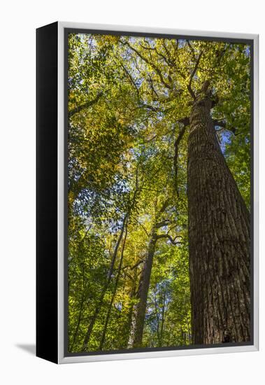 Tulip-Poplar Tree I-Kathy Mahan-Framed Premier Image Canvas