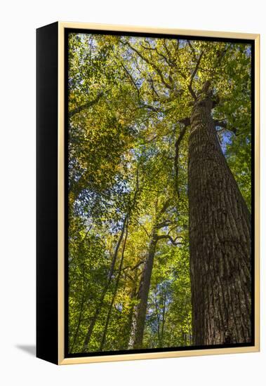 Tulip-Poplar Tree I-Kathy Mahan-Framed Premier Image Canvas