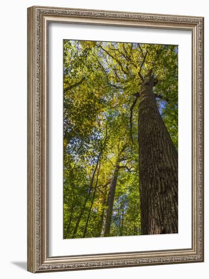 Tulip-Poplar Tree I-Kathy Mahan-Framed Photographic Print