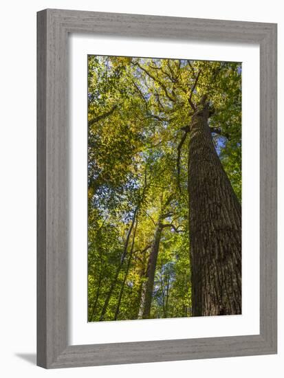 Tulip-Poplar Tree I-Kathy Mahan-Framed Photographic Print