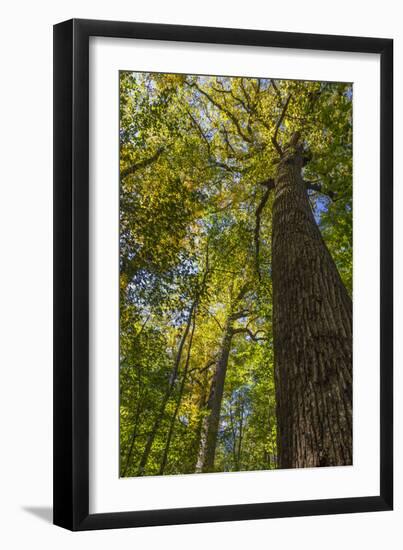 Tulip-Poplar Tree I-Kathy Mahan-Framed Photographic Print