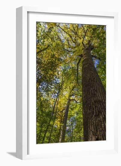 Tulip-Poplar Tree I-Kathy Mahan-Framed Photographic Print