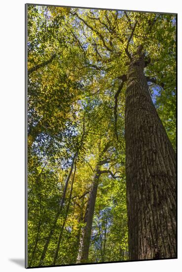 Tulip-Poplar Tree I-Kathy Mahan-Mounted Photographic Print