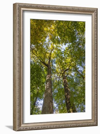 Tulip-Poplar Tree II-Kathy Mahan-Framed Photographic Print