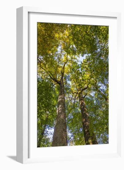 Tulip-Poplar Tree II-Kathy Mahan-Framed Photographic Print