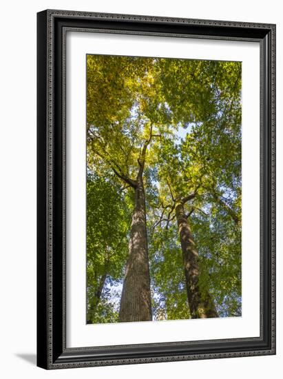 Tulip-Poplar Tree II-Kathy Mahan-Framed Photographic Print