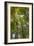 Tulip-Poplar Tree II-Kathy Mahan-Framed Photographic Print