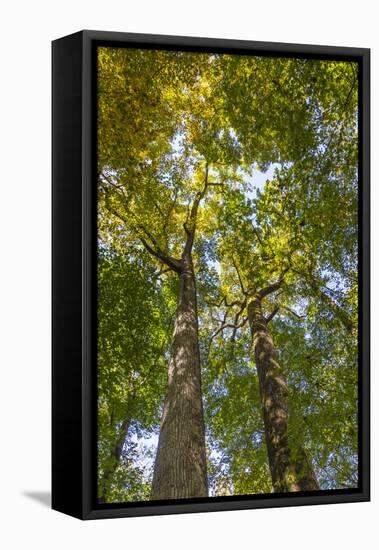 Tulip-Poplar Tree II-Kathy Mahan-Framed Premier Image Canvas