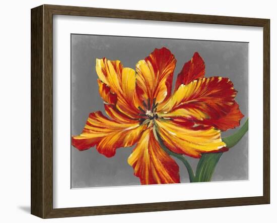 Tulip Portrait I-Tim O'toole-Framed Art Print