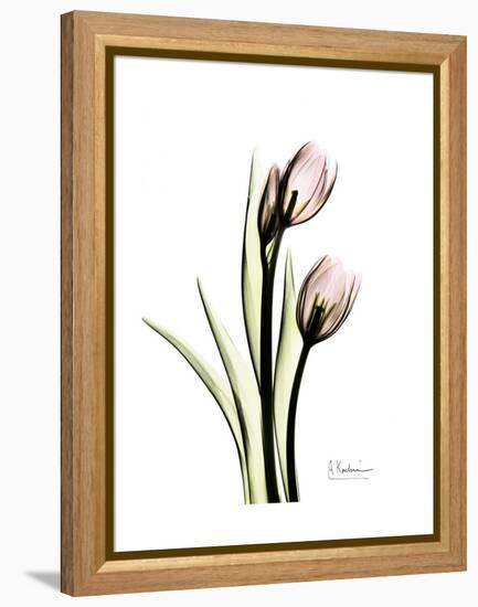 Tulip Portrait-Albert Koetsier-Framed Stretched Canvas