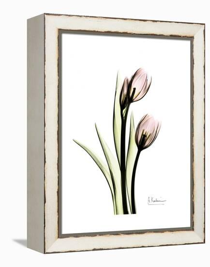 Tulip Portrait-Albert Koetsier-Framed Stretched Canvas