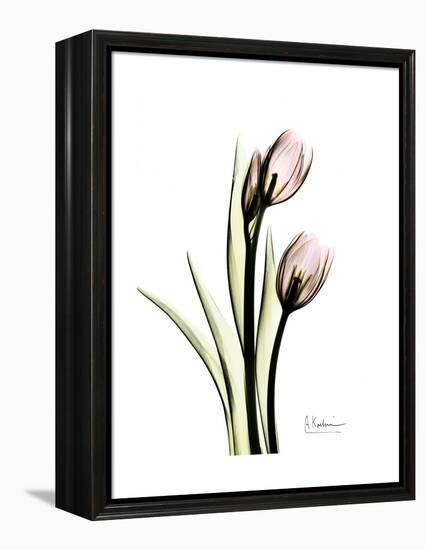 Tulip Portrait-Albert Koetsier-Framed Stretched Canvas