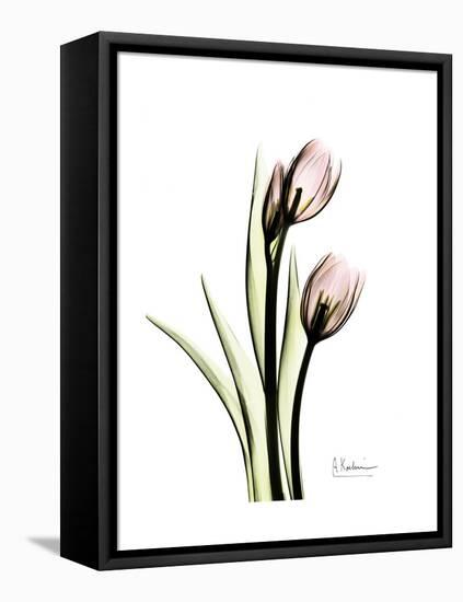 Tulip Portrait-Albert Koetsier-Framed Stretched Canvas
