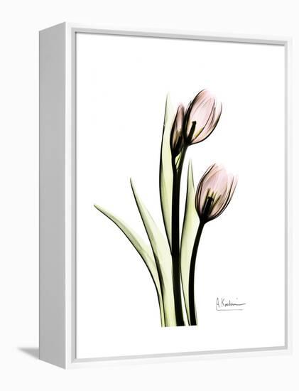 Tulip Portrait-Albert Koetsier-Framed Stretched Canvas